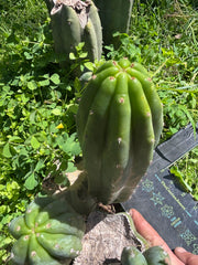 👑🌶️🌶️ Landfill — 9” Pup