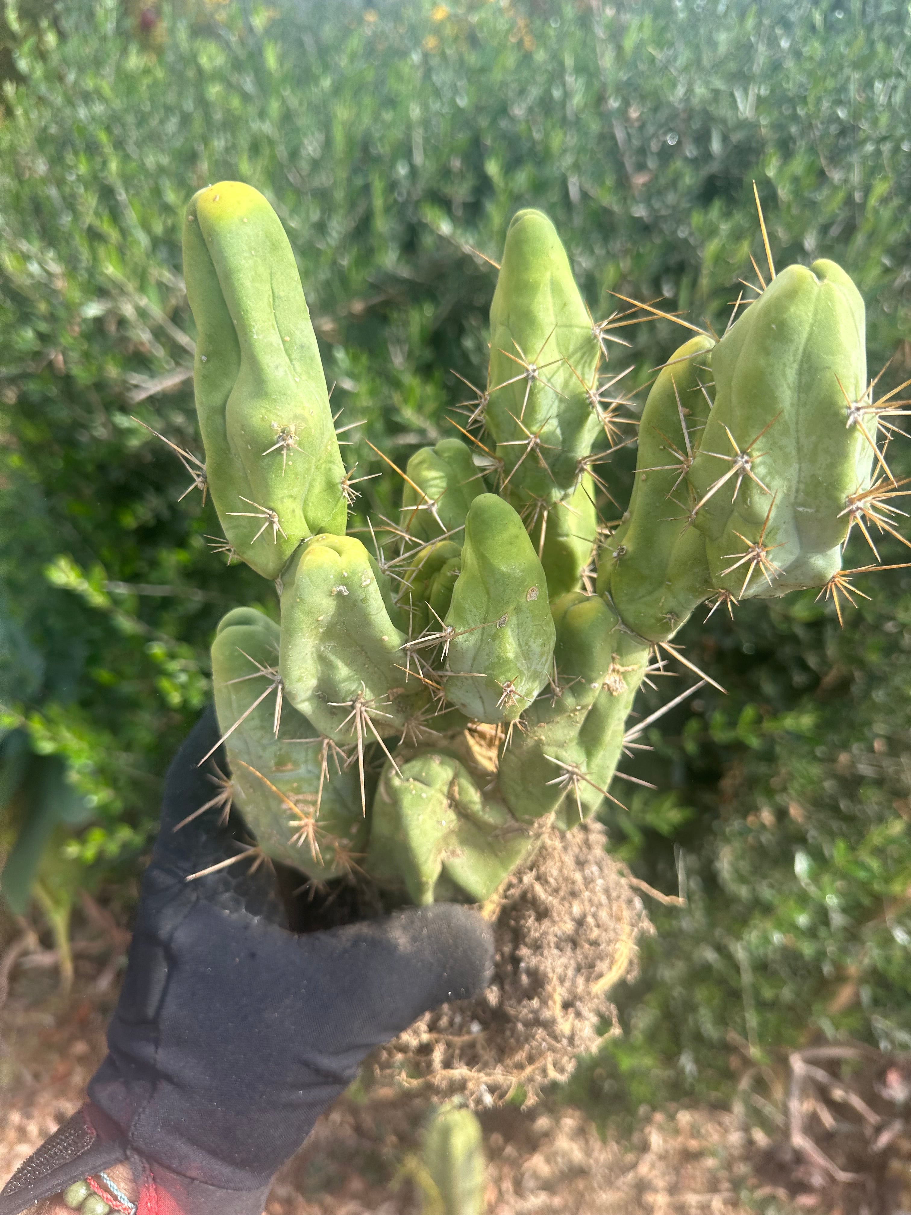 👑🌶️🌶️  TBM  — XXL Rooted Cluster