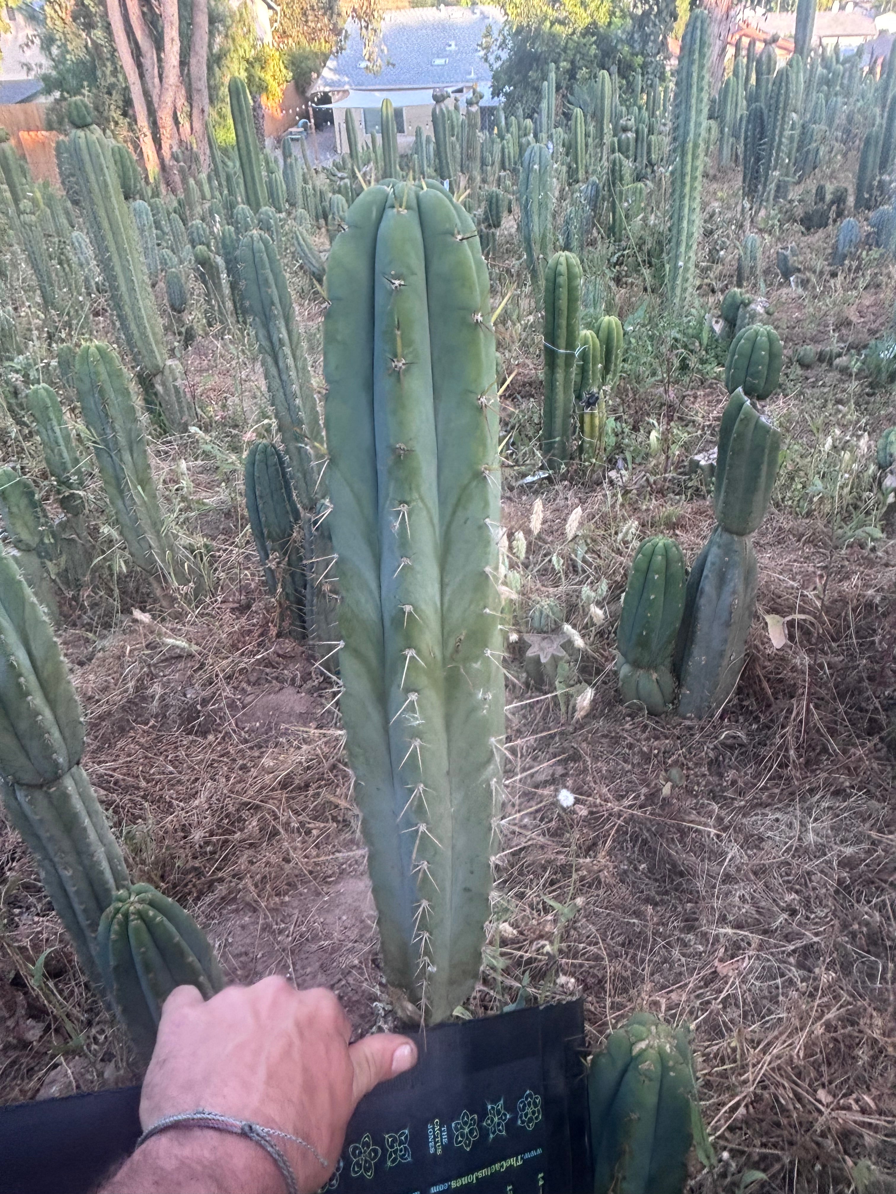 💎 SS Achuma x Colossus — XL 16” Pup