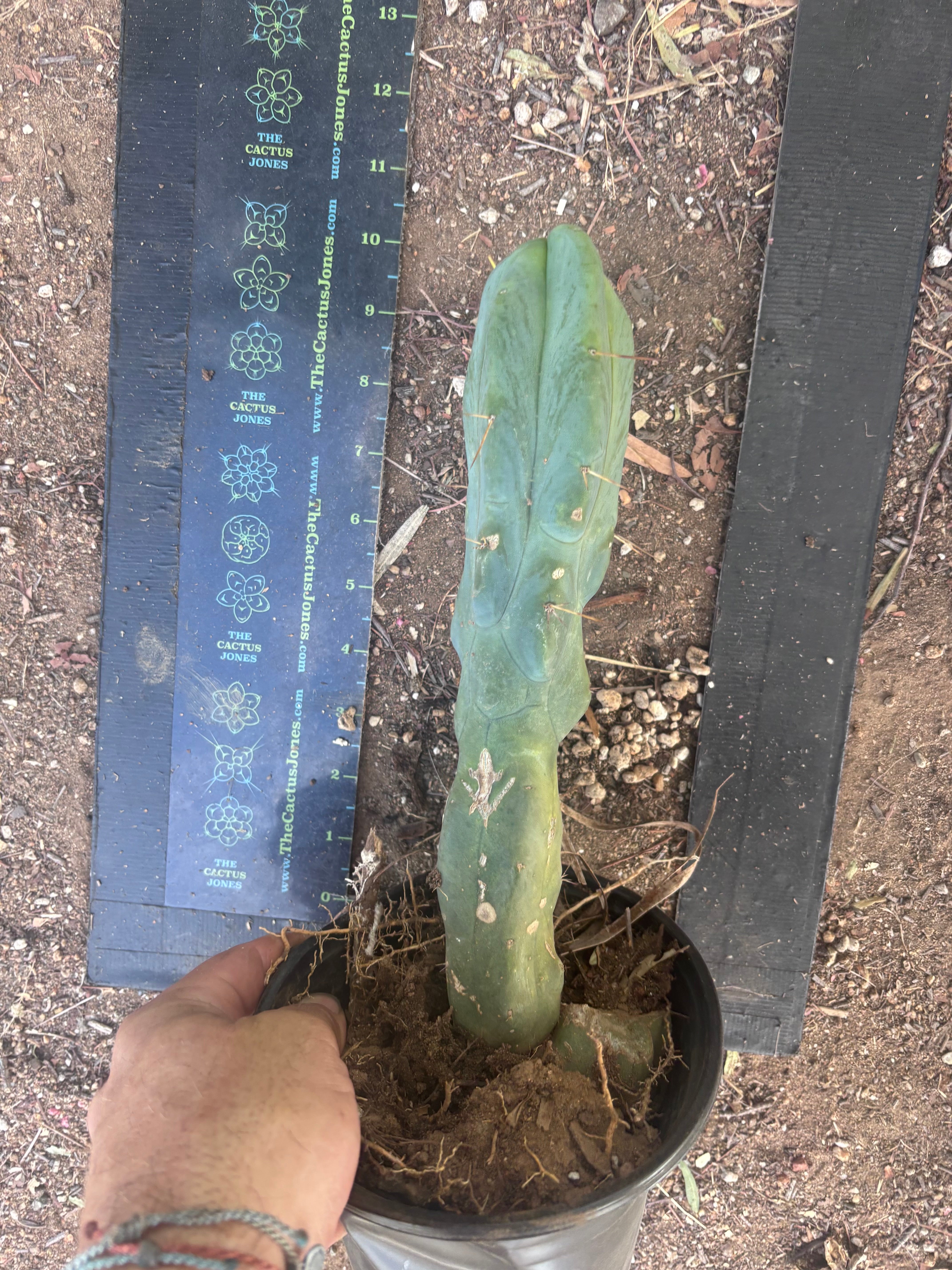 👑🌶️ Caballero — 11” Rooted