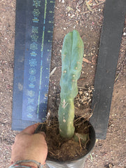 👑🌶️ Caballero — 11” Rooted