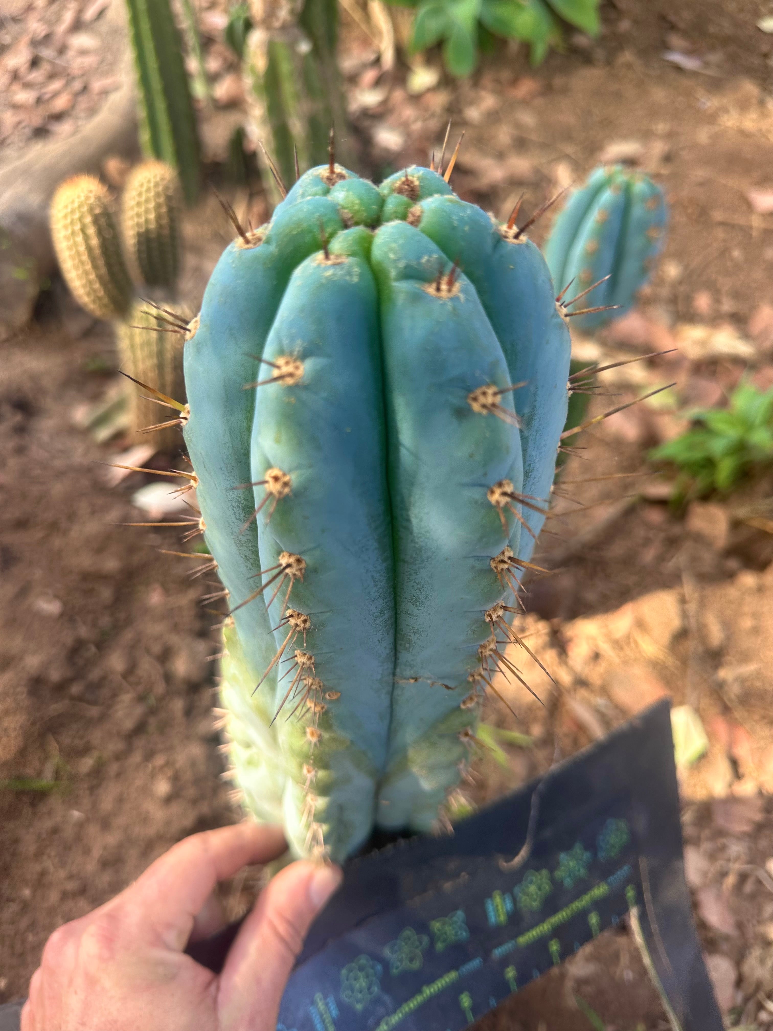 💎👑💎 Papa Smurf — FAT 10” Tip