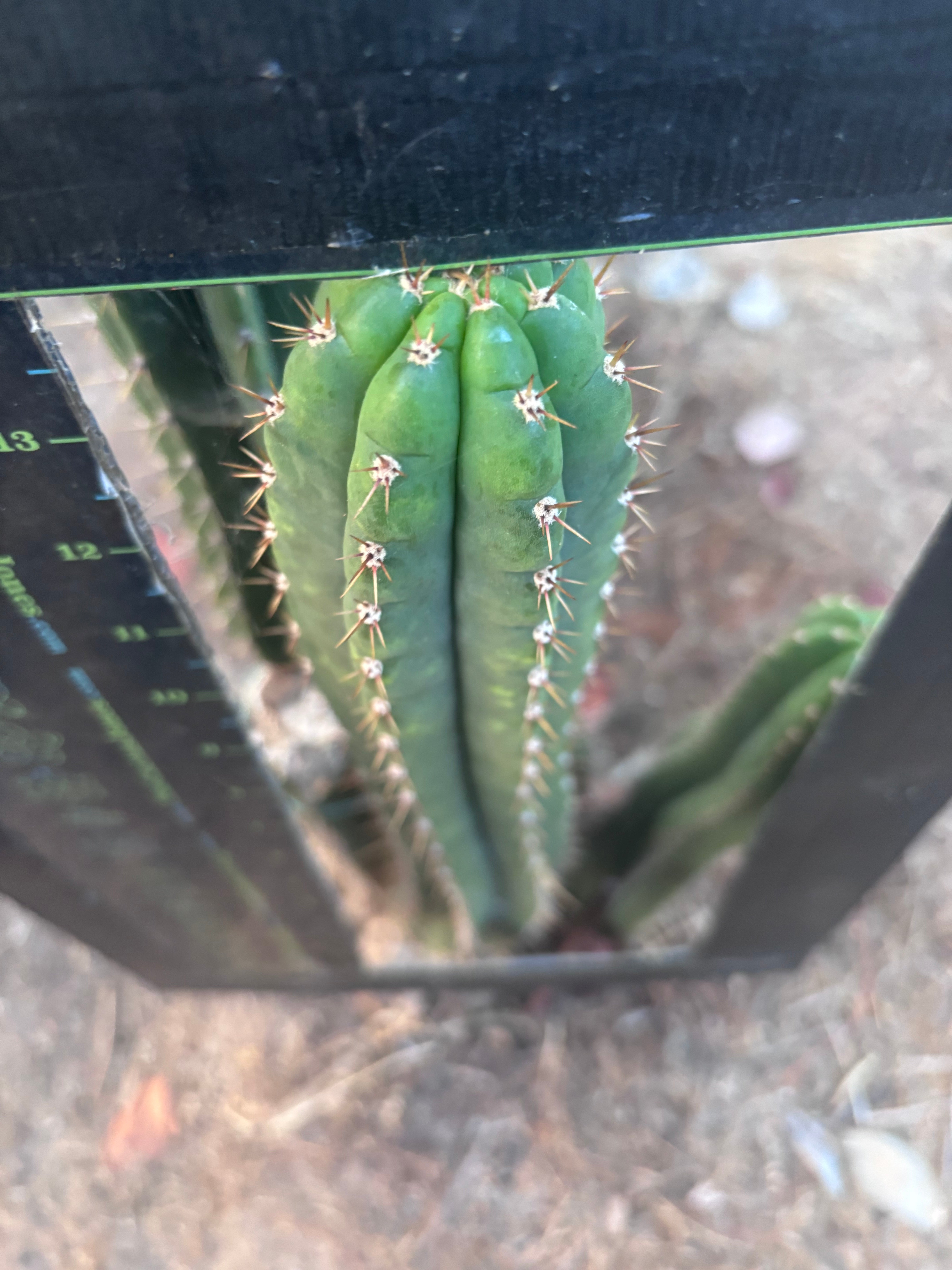 👑🌶️ KK339 — 14” Tip