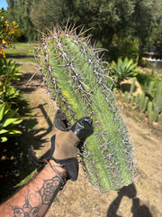 💎⚔️ Taq-Shecki — 16” Beast of a Tip