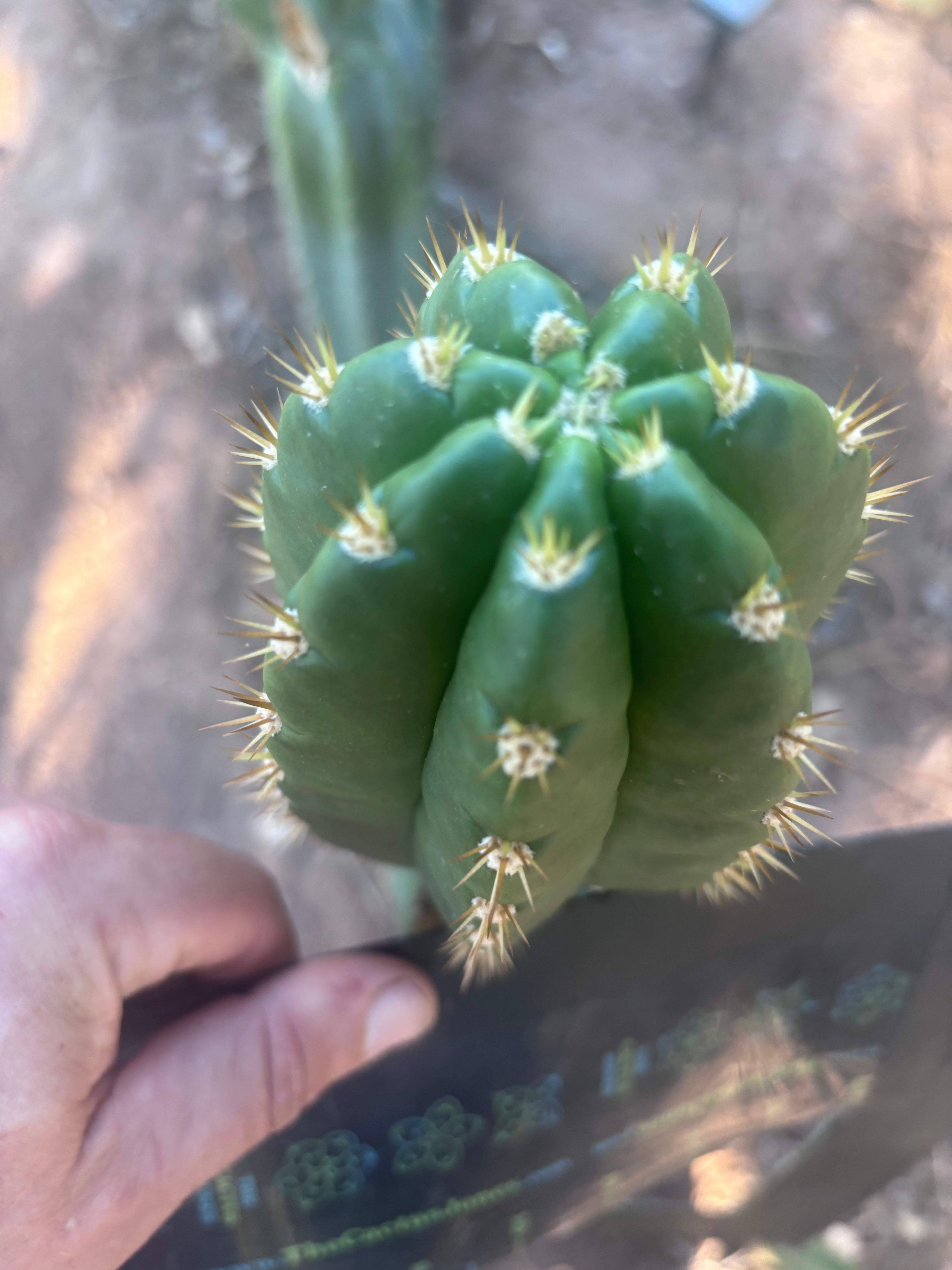 💎👑💎🌶️ CareBear — 5.5” Tip
