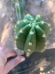 💎👑💎🌶️ CareBear — 5.5” Tip