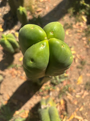 💎👑🌶️ Ferah — Fourwang Chub Muffin