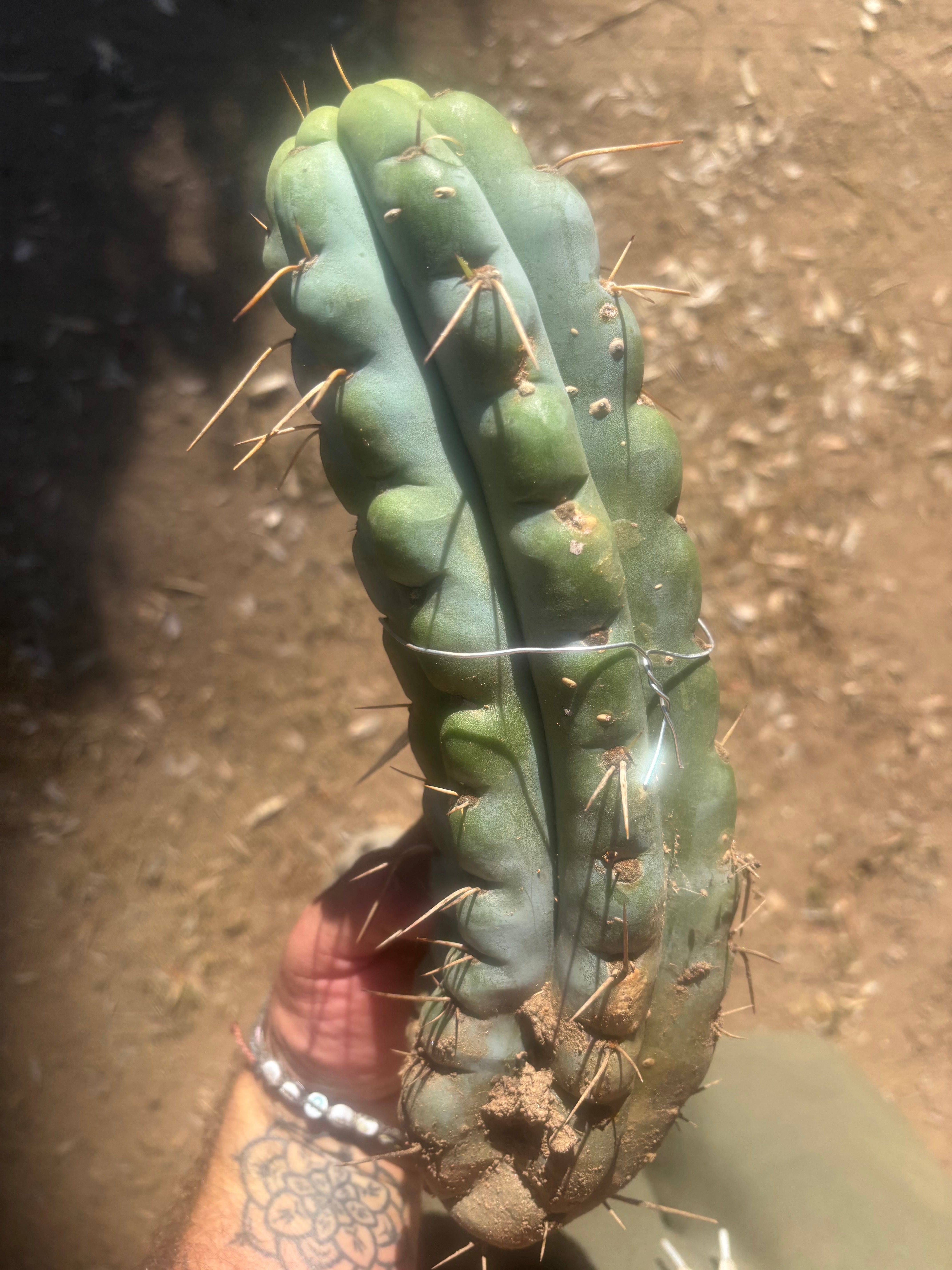 💎🌶️🌶️ NOM —  12” Notch Bomb