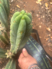 👑🌶️🌶️ Austy’s Bomb — 10” Tip