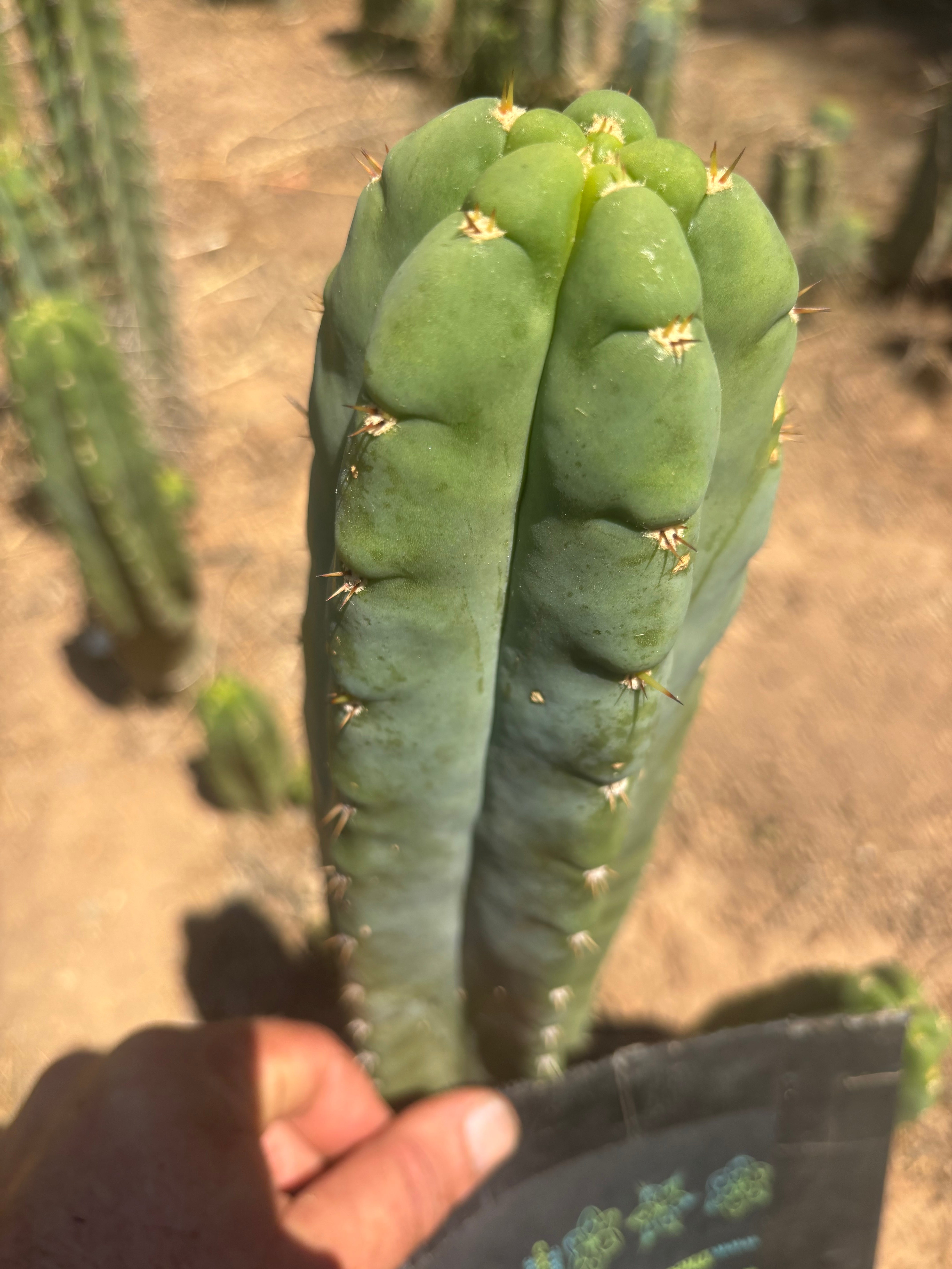 💎👑🌶️ Bob’s Colossus — Beefy 9” Tip