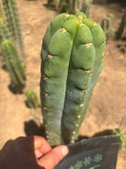 💎👑🌶️ Bob’s Colossus — Beefy 9” Tip