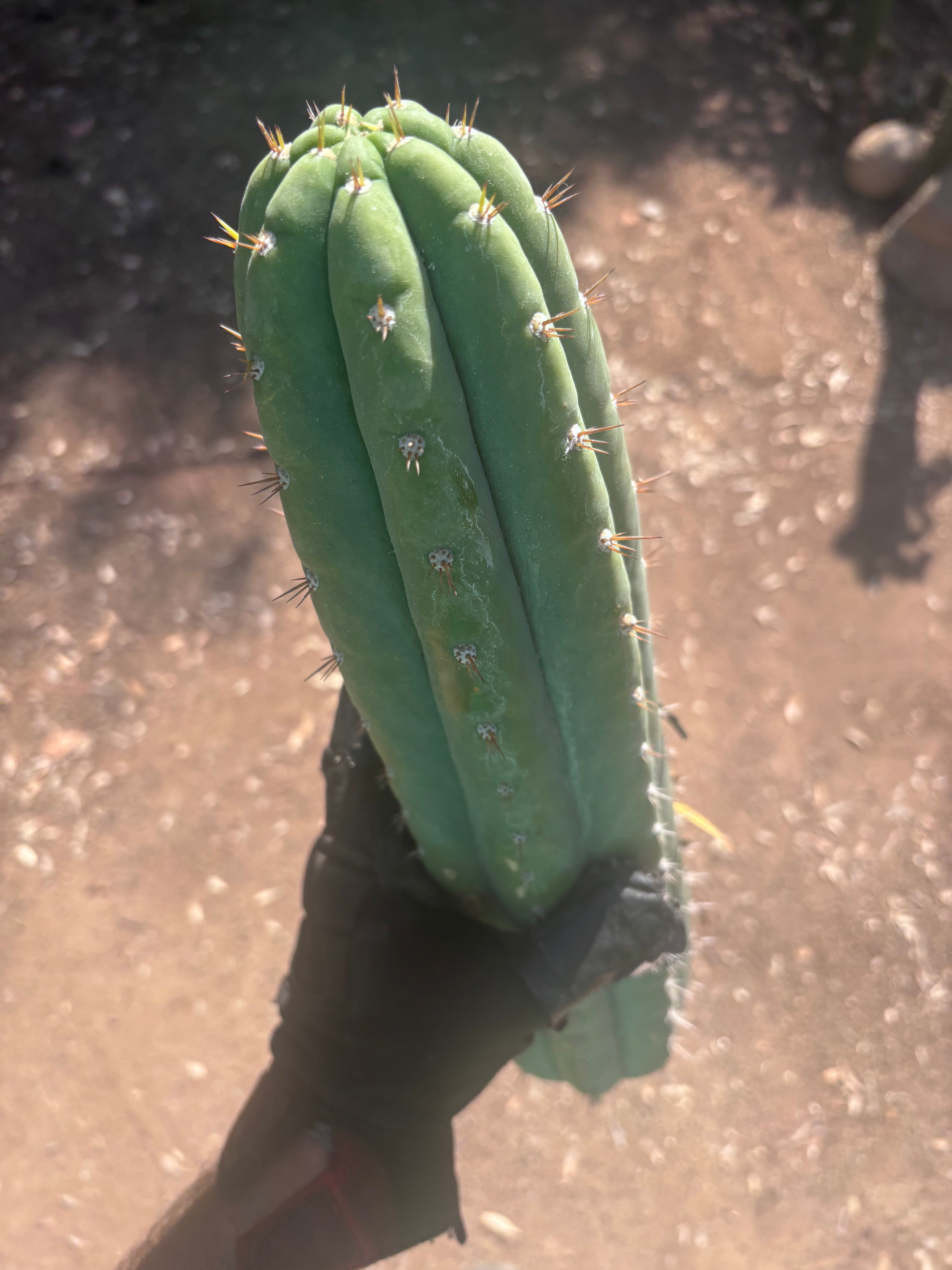 🌶️ JJOP — XL 15” Pups