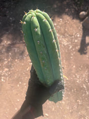 🌶️ JJOP — XL 15” Pups