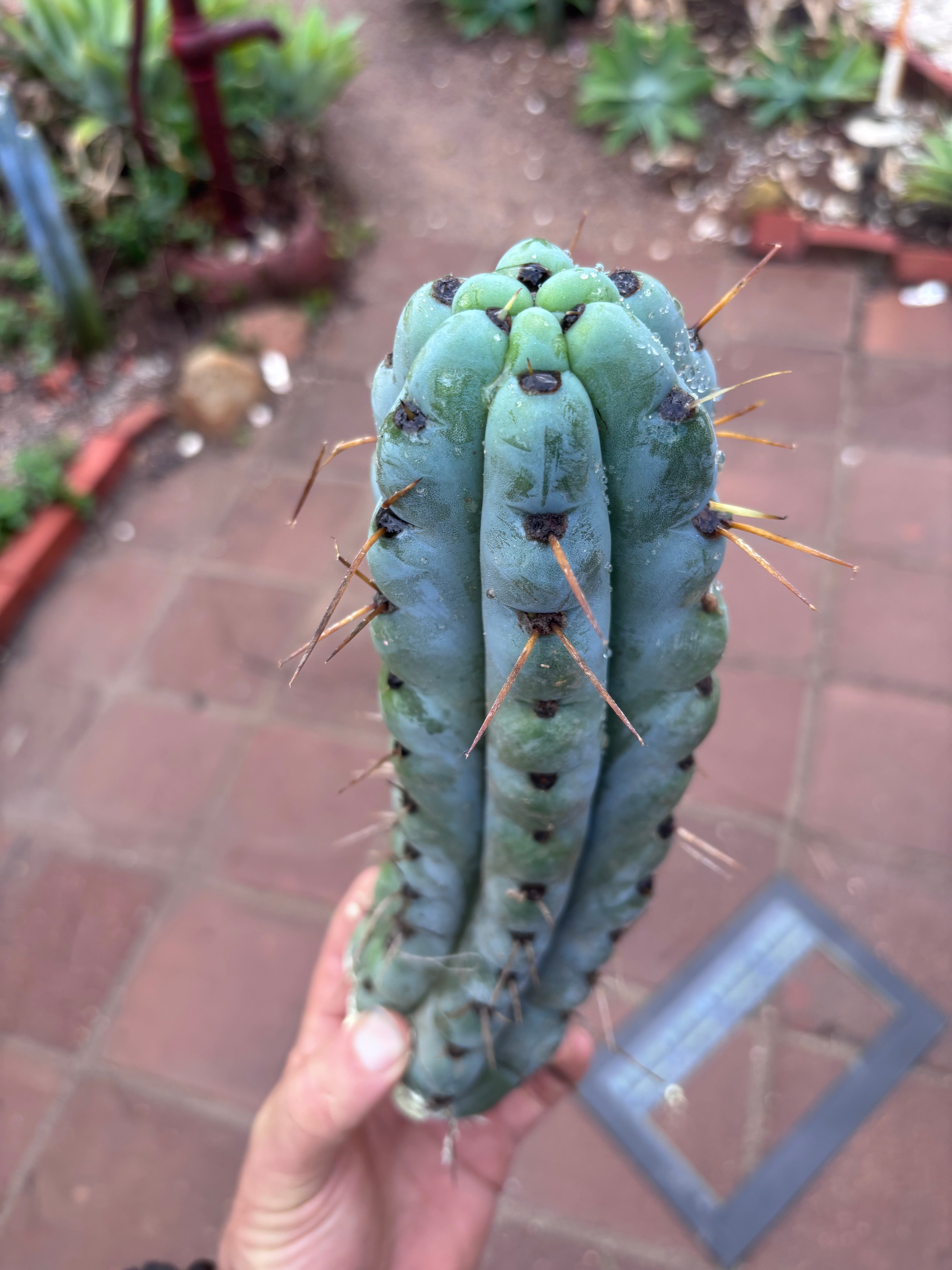 💎🌶️ Noid of the Moment — 12” Pup