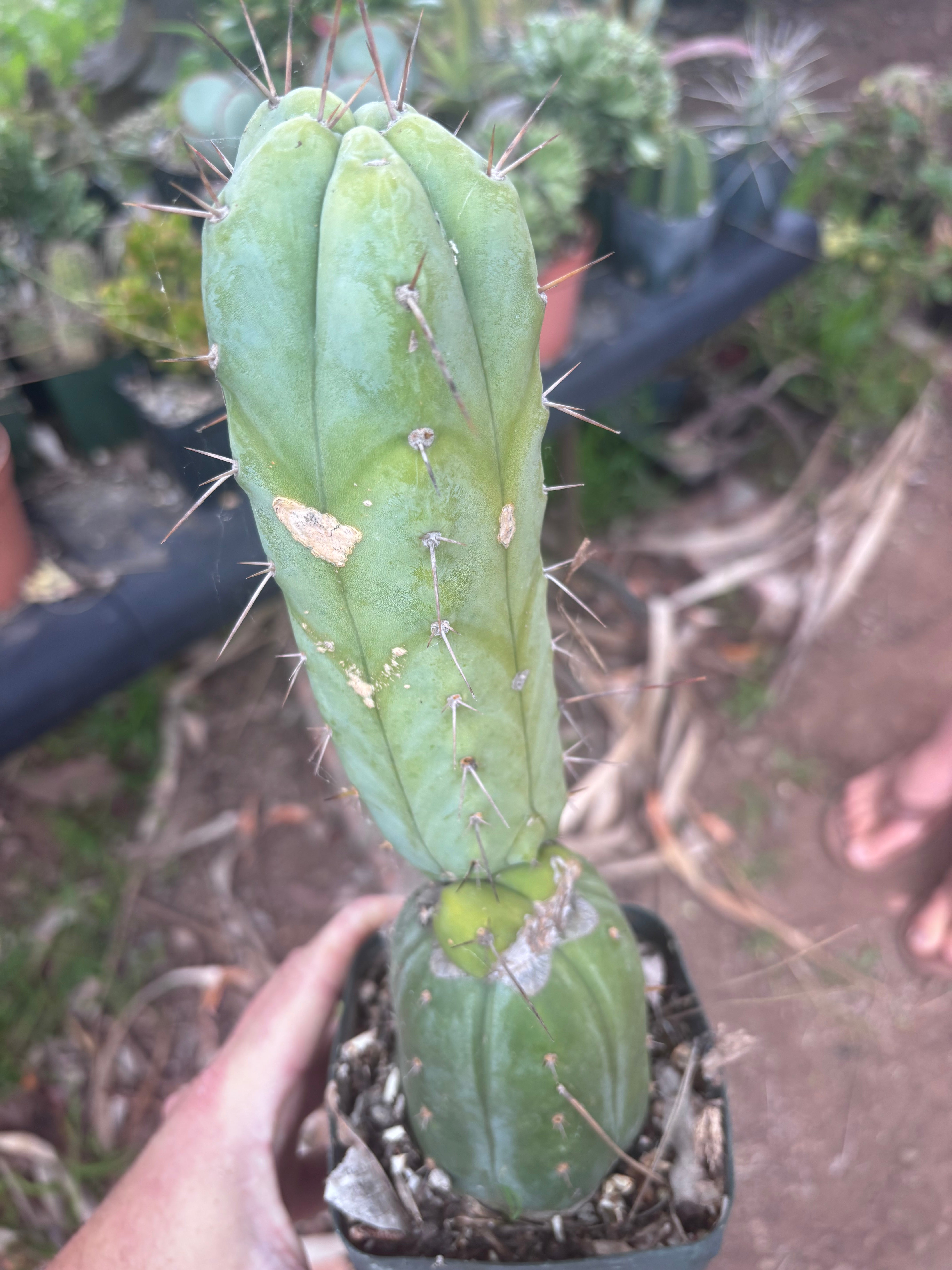 👑💎🌶️ CSD — Rooted Graft (Whole)