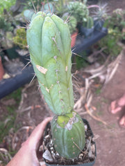👑💎🌶️ CSD — Rooted Graft (Whole)
