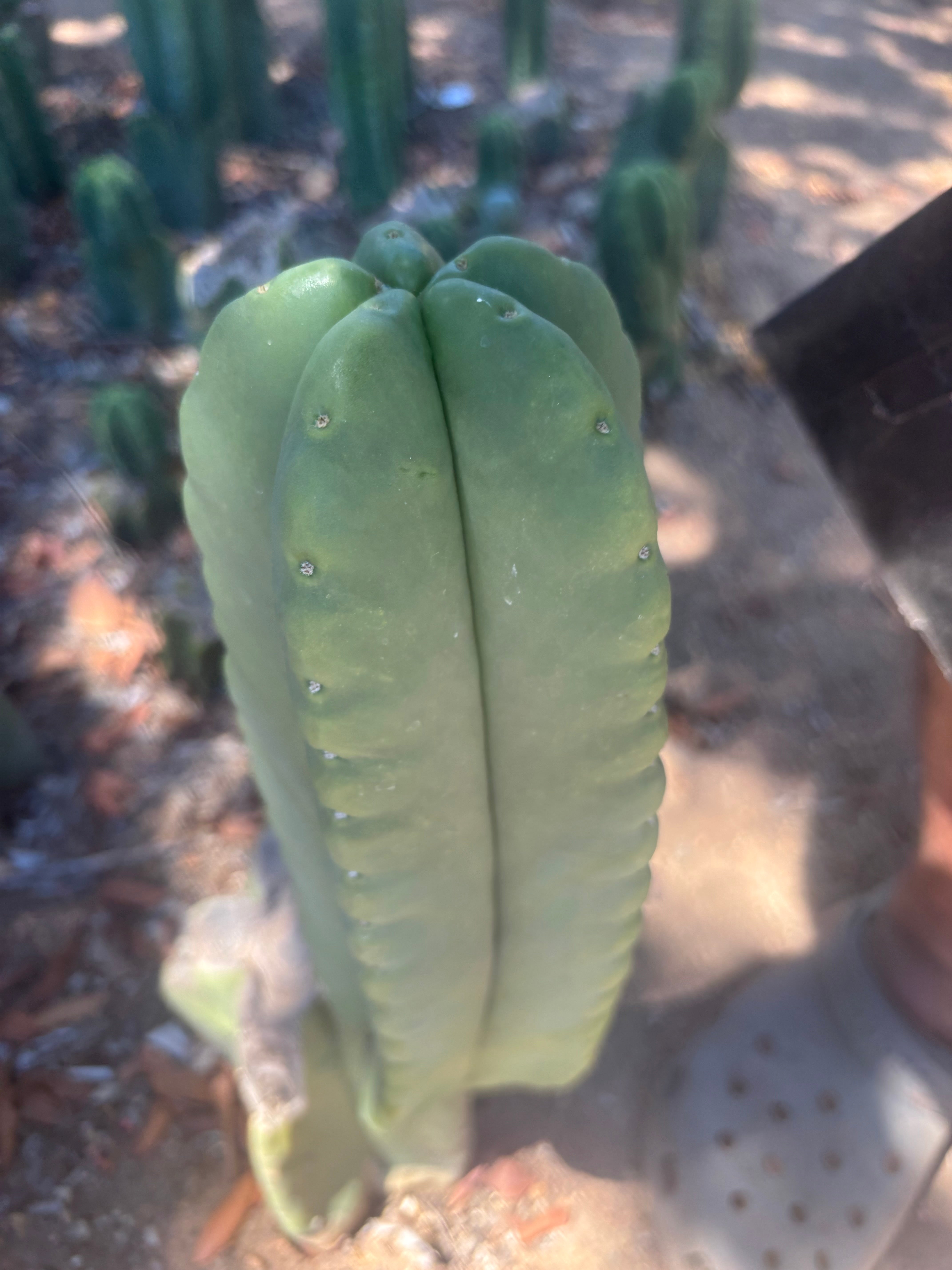 💎👑🌶️ Ferah — Another Chonky 9” Tip