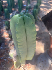 💎👑🌶️ Ferah — Another Chonky 9” Tip