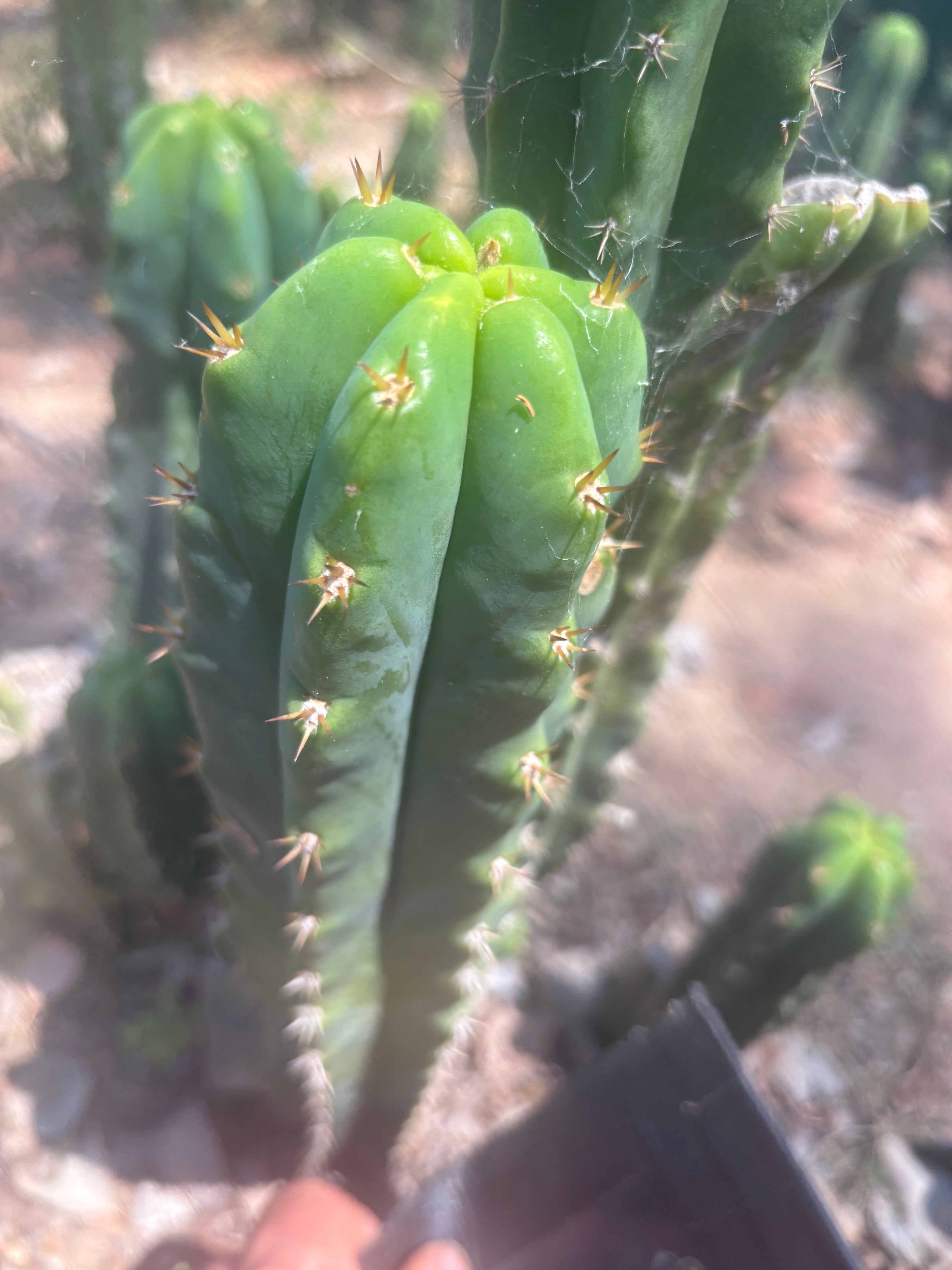 🌶️🌶️ NoidTwo — 13” Tip