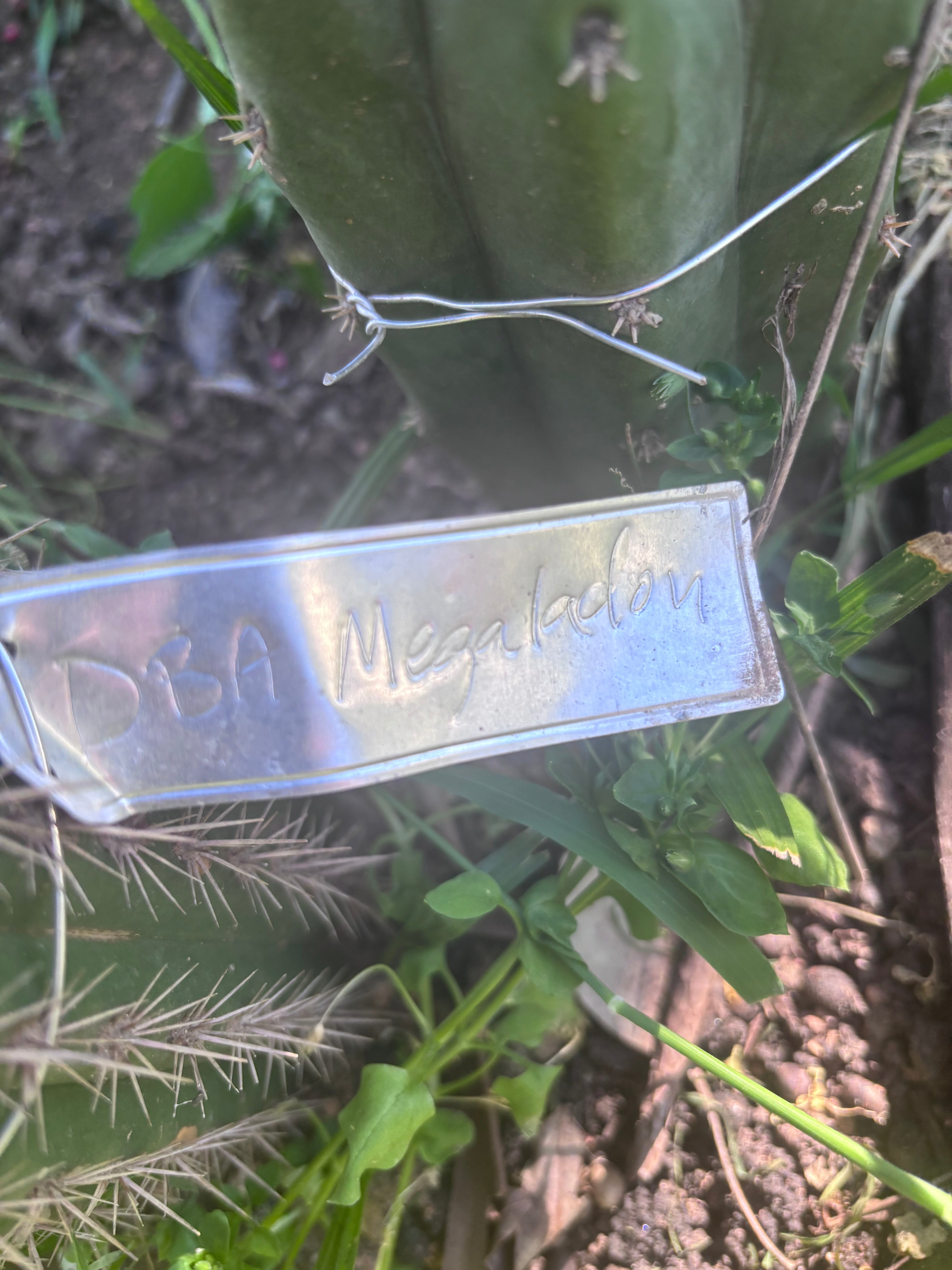 💎👑 DBA Megalodon — 7” Tip