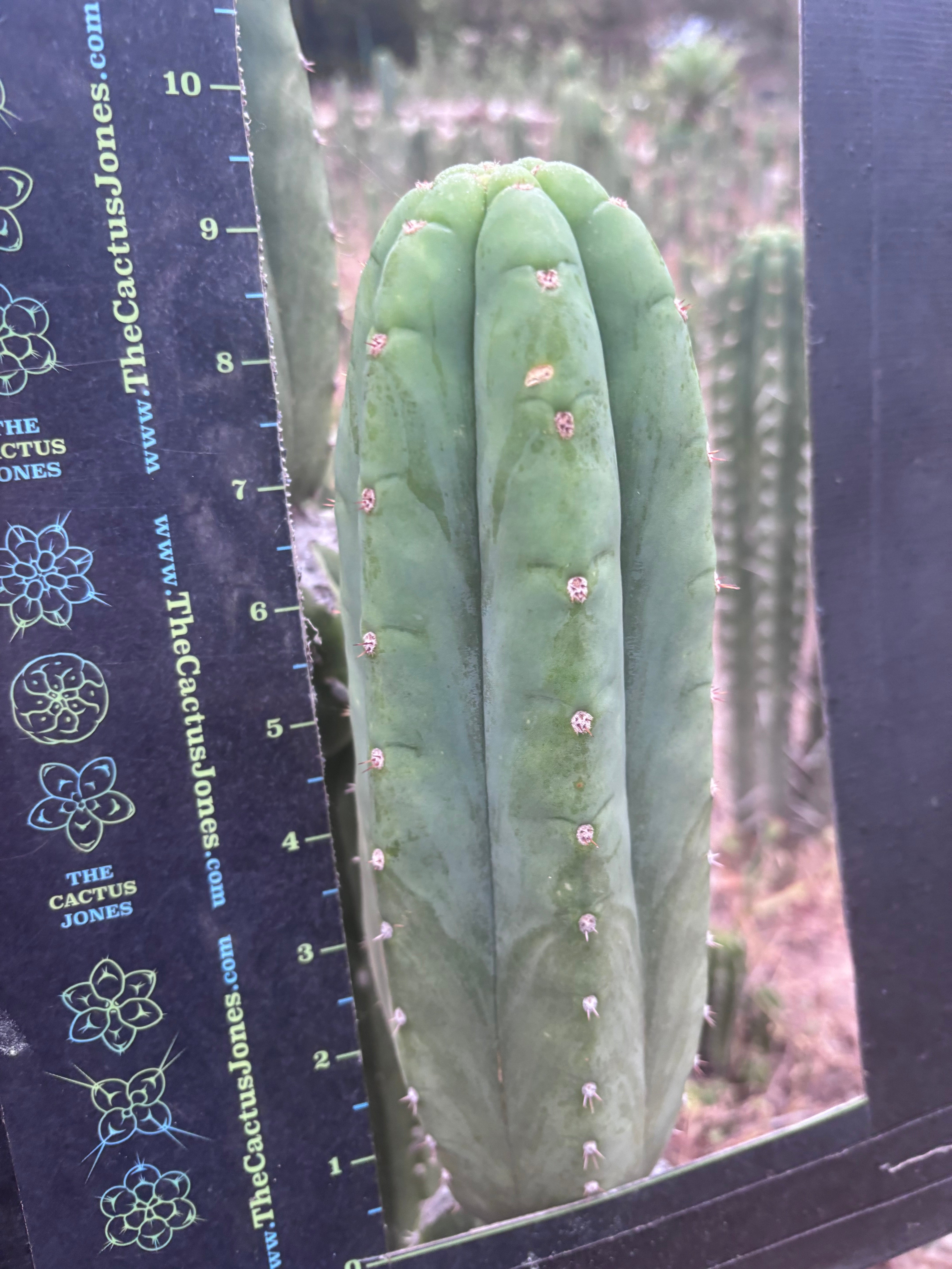 👑🌶️🌶️ Another Drop, Another Ogun — 9.5” Tip