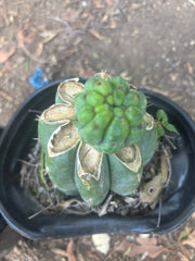 💎👑💎 Havran — Pup Grafts on Rooted Shine01 (Two Ready to Ship)