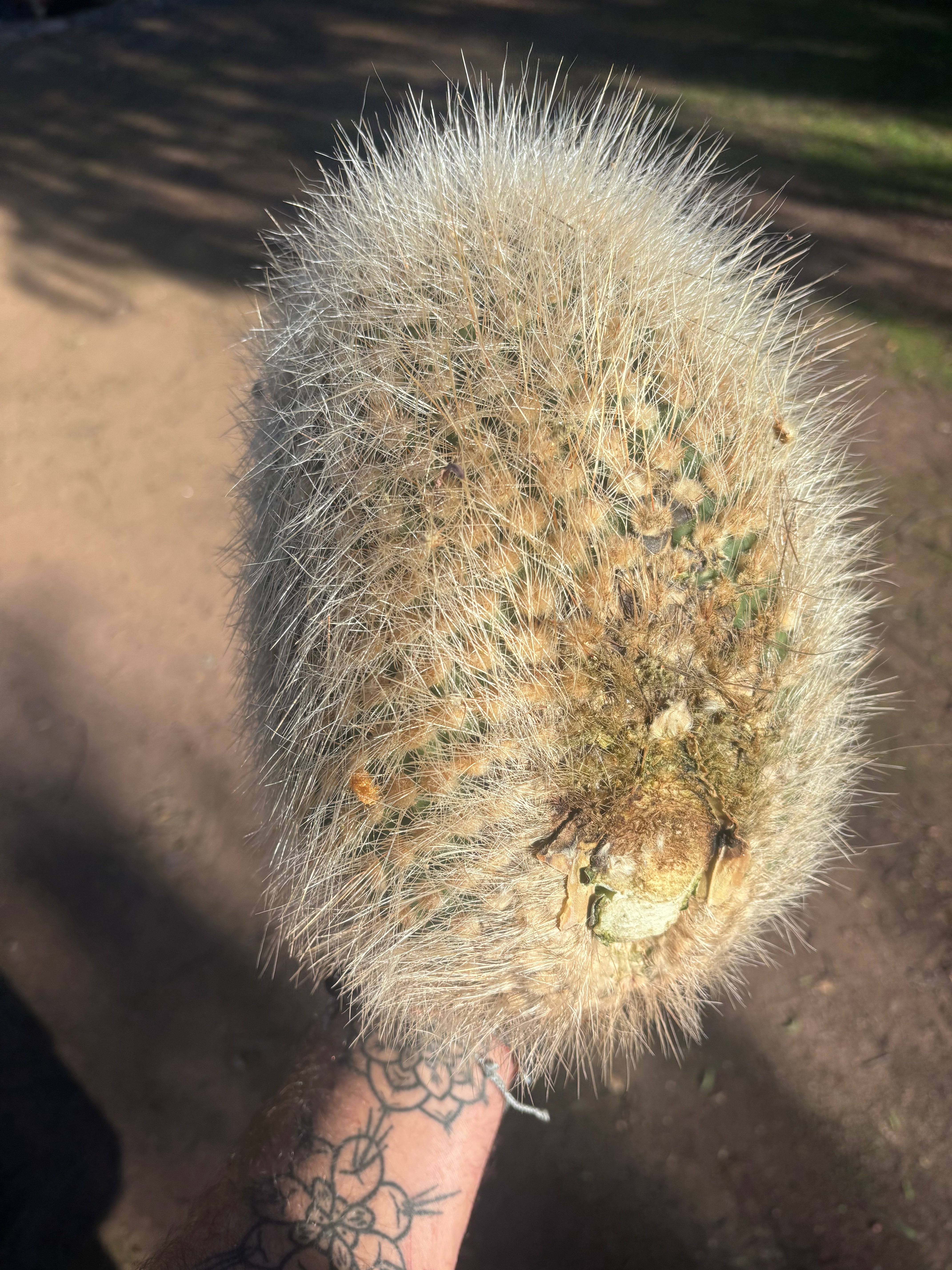 💎 T. Atacamensis — 11” x 9” Melon