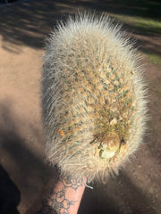 💎 T. Atacamensis — 11” x 9” Melon