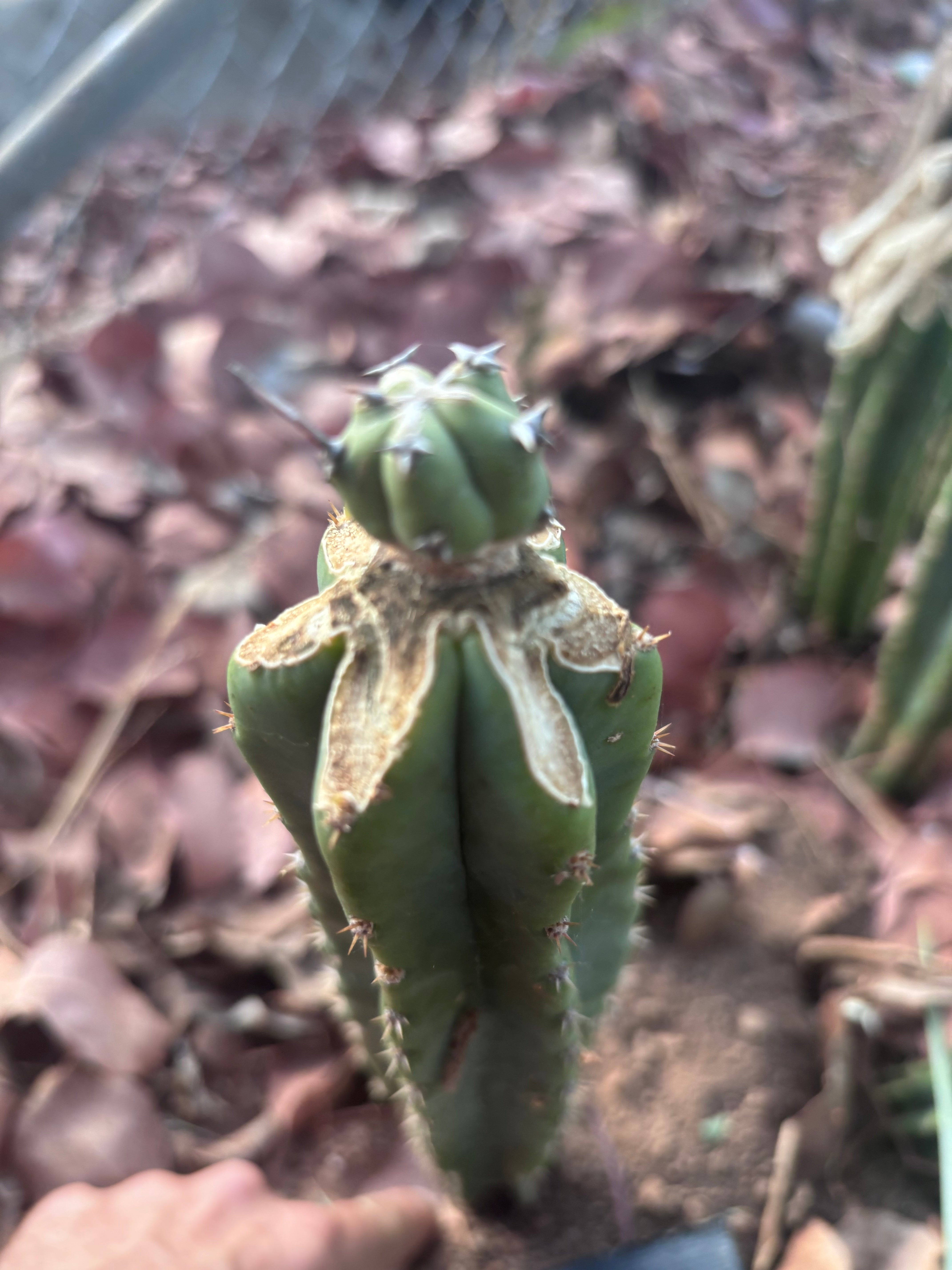 🦄 👑 M Stacker — Fully Rooted Graft