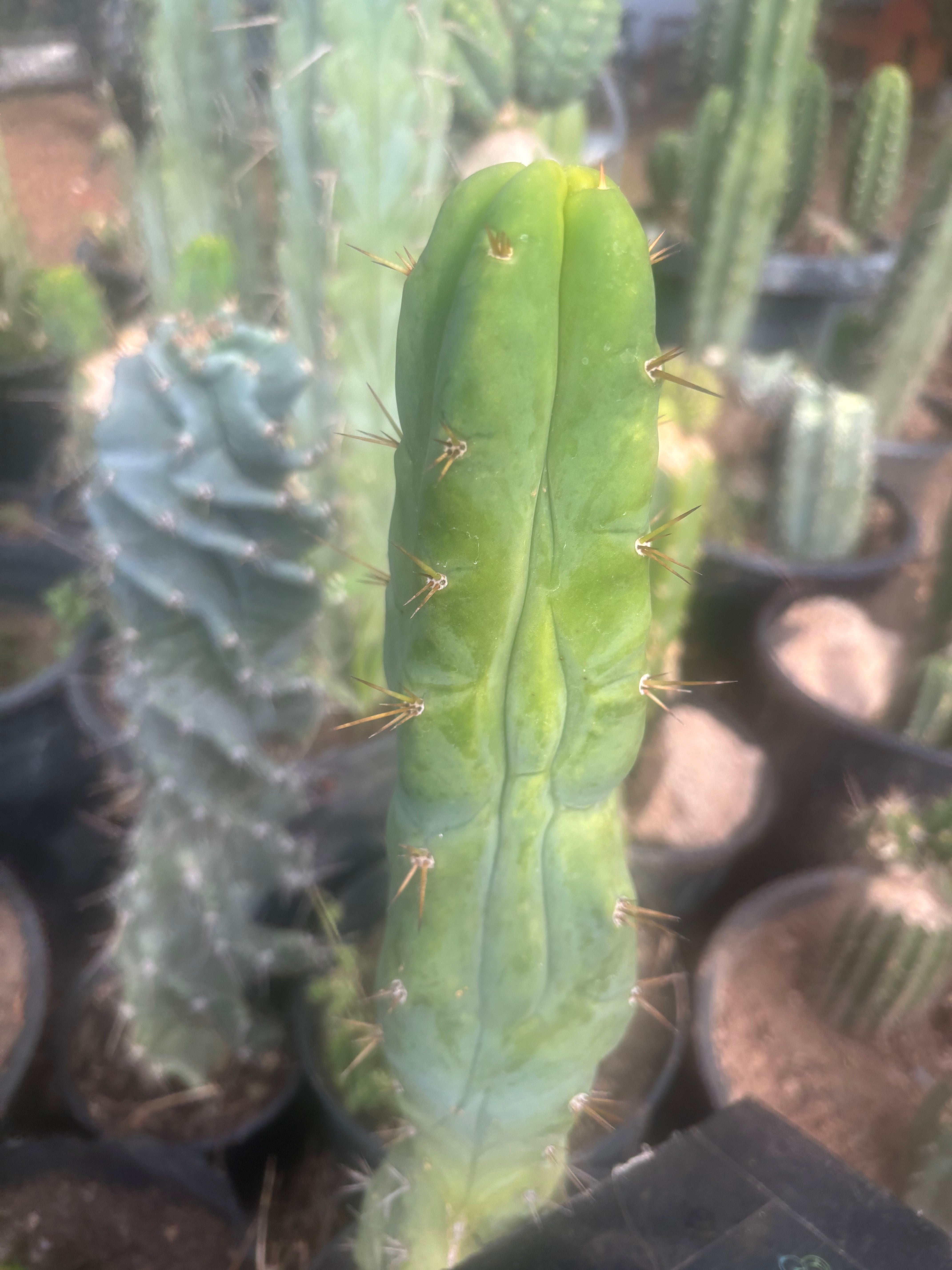 💎👑🌶️ Bruce — 9” Tip