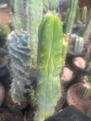 💎👑🌶️ Bruce — 9” Tip