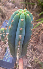💎👑🌶️ CGG — Blue 11” Melon