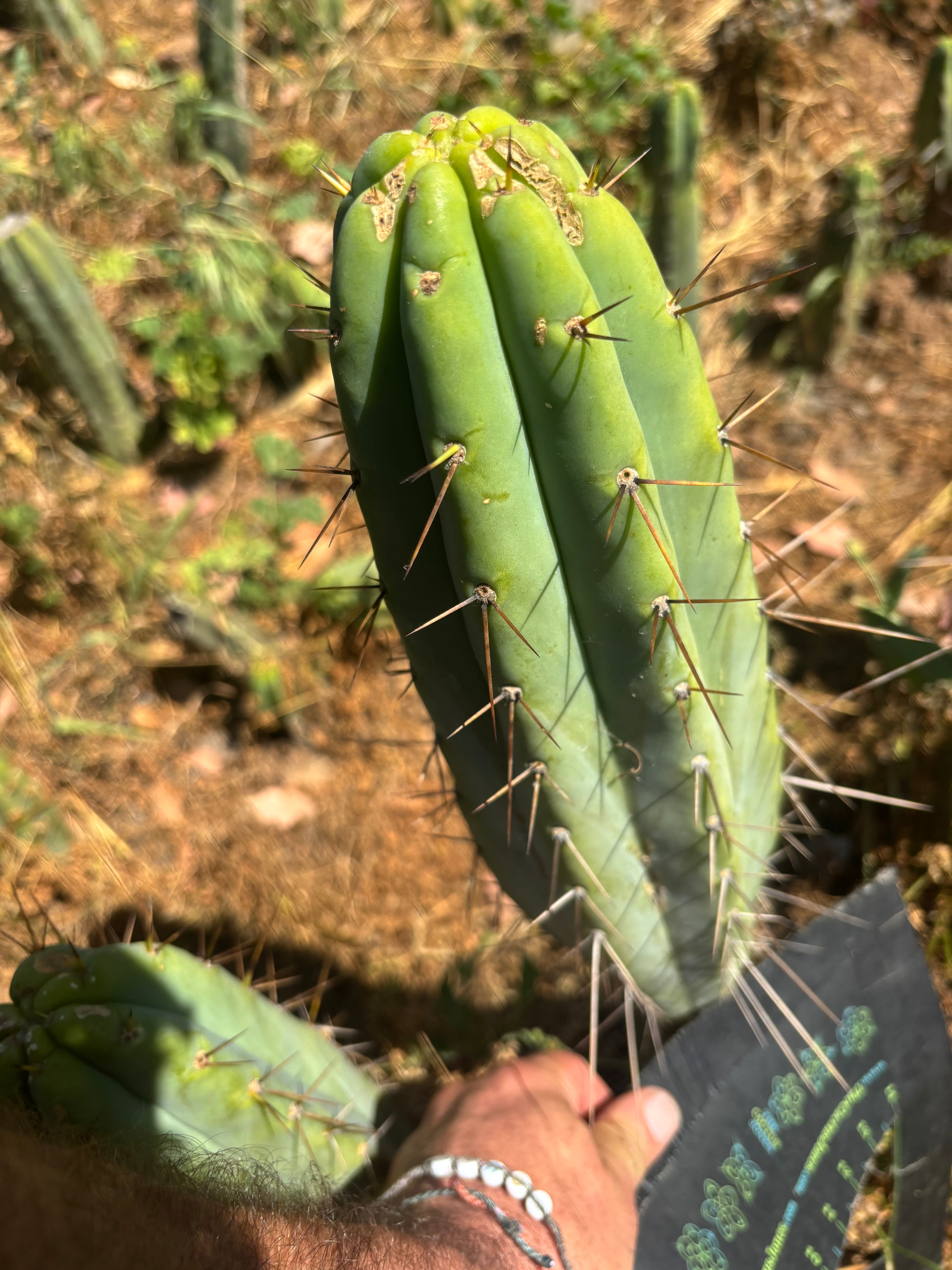 👑🌶️🌶️  Lumberjack — XL 14” Tip