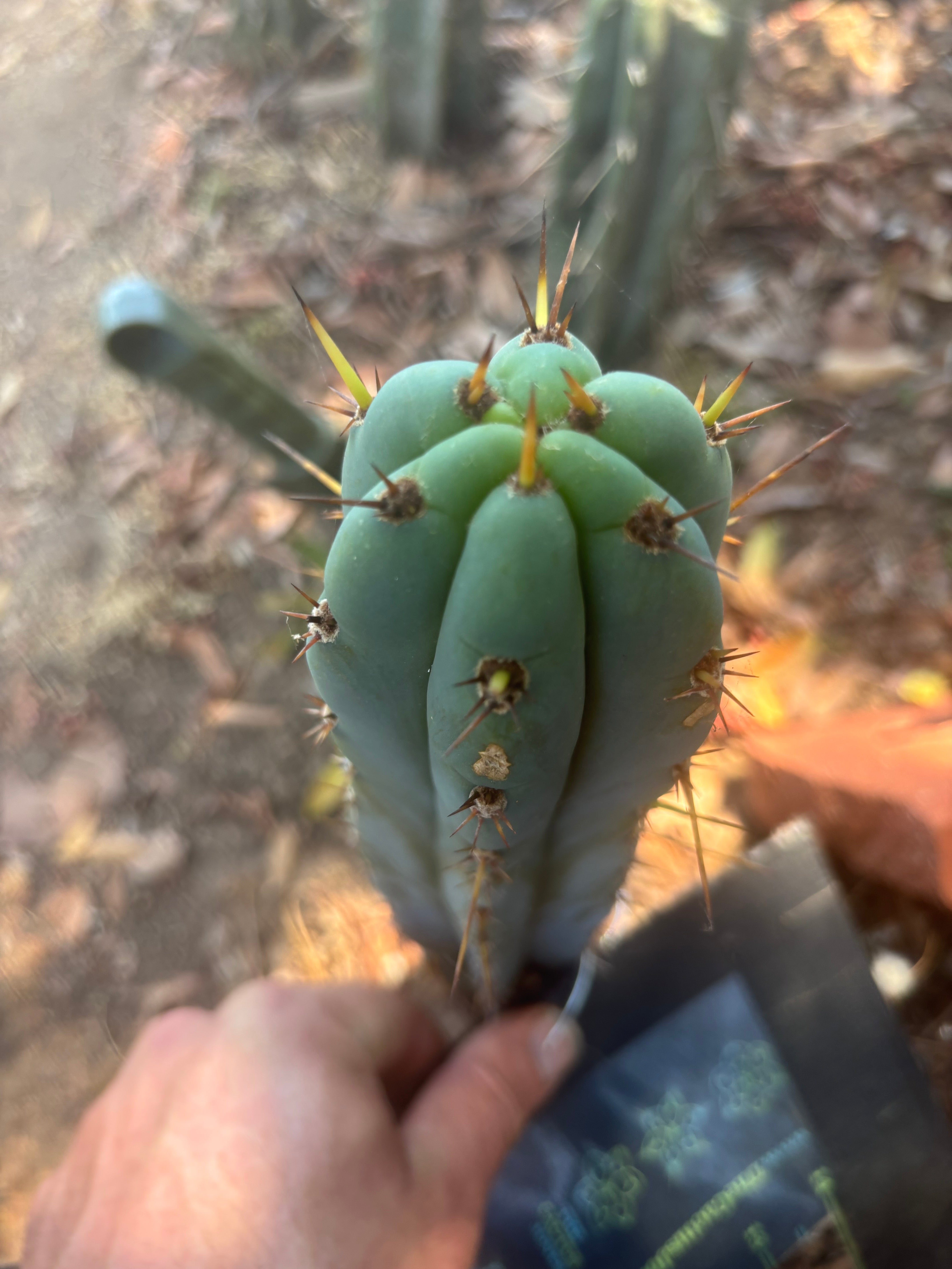 Bertha x Sharxx — 8” Tip
