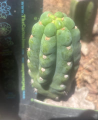 💎👑🌶️  Ichoca — 6.5” Pup
