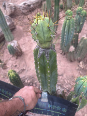 👑💎🌶️  CSD — Large Tip Graft