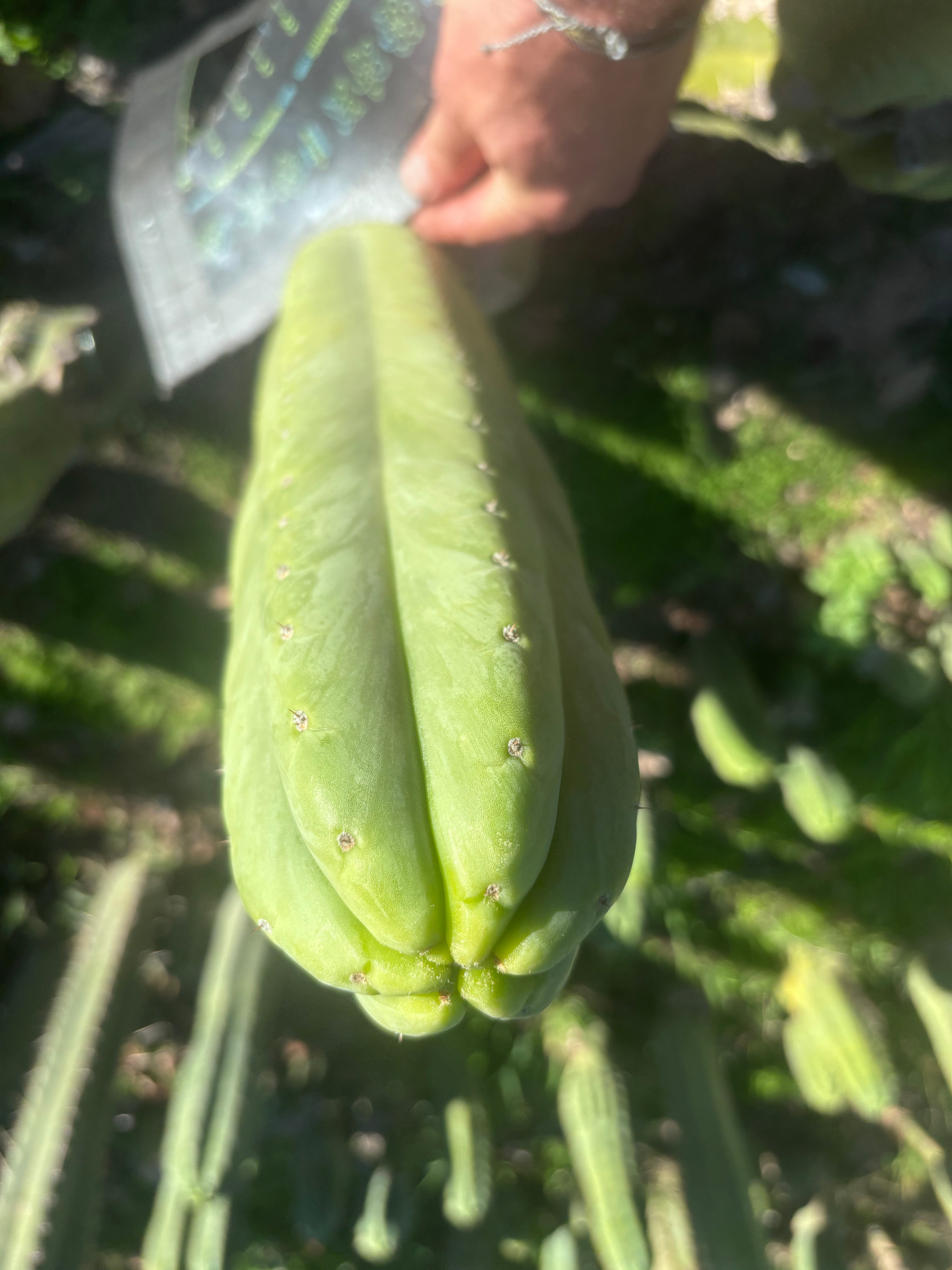 💎👑🌶️🌶️ Ogun — XL 15” Pup