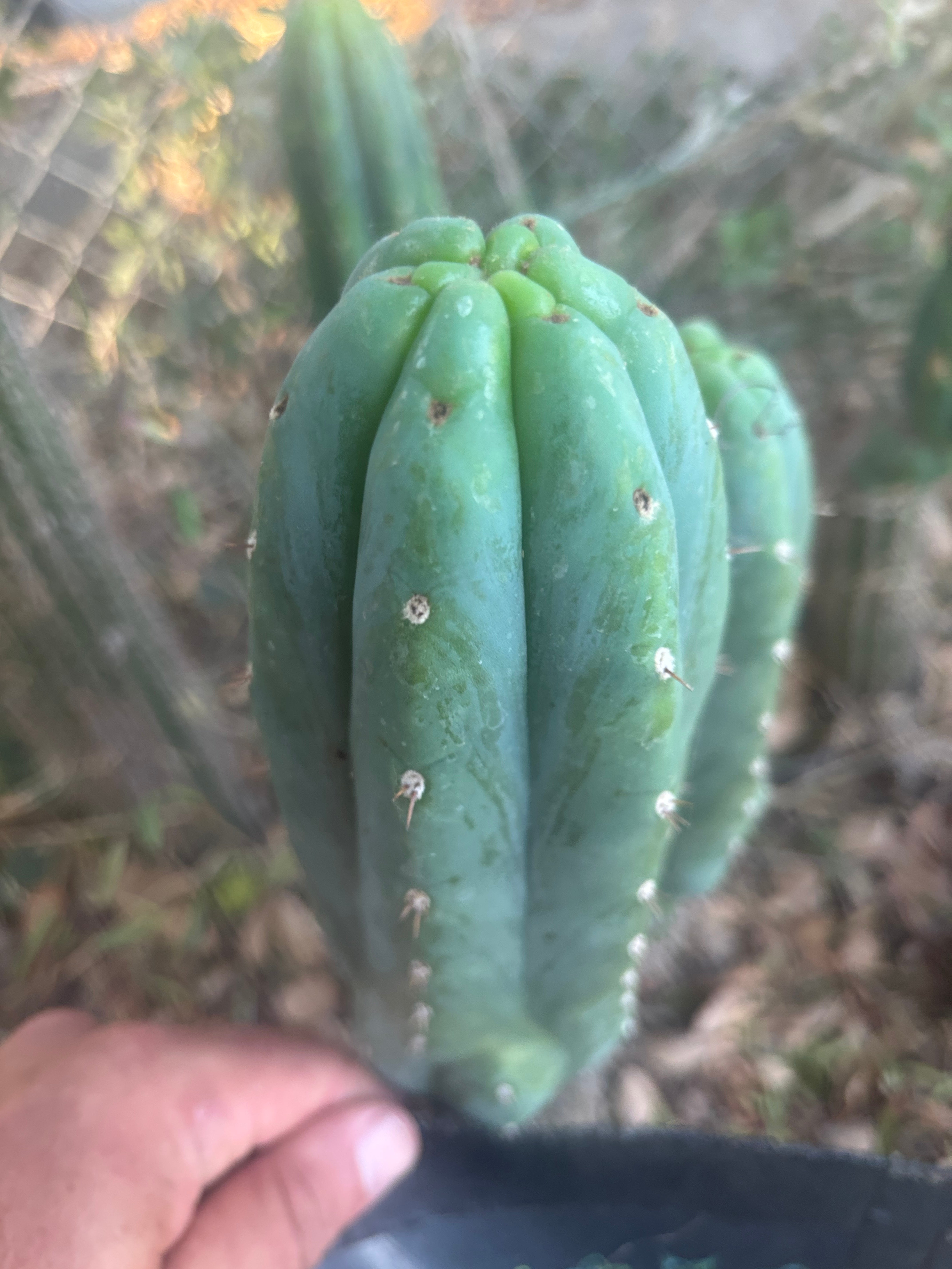 👑🌶️🌶️ KR04 — 8” Tip