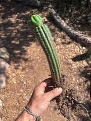 👑🌶️🌶️ KR04 — Whole Rooted Graft