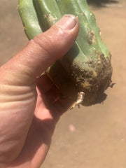 👑💎🌶️  CSD — Tip Graft on PC w/Roots