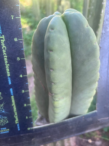 💎👑🌶️ Ferah — Chonky 7” Tip