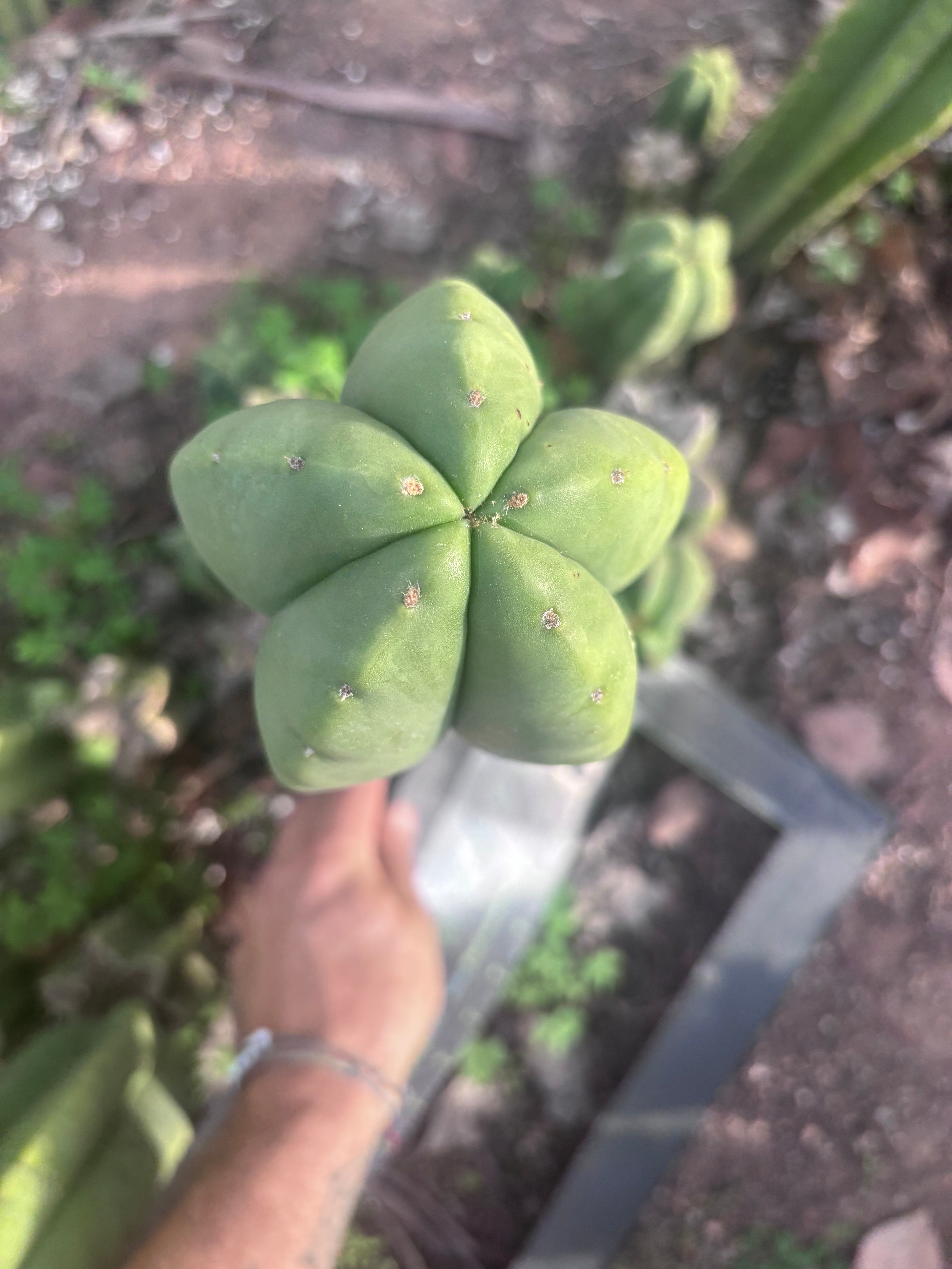 👑💎 Aussie Scop — XL 14” Tip