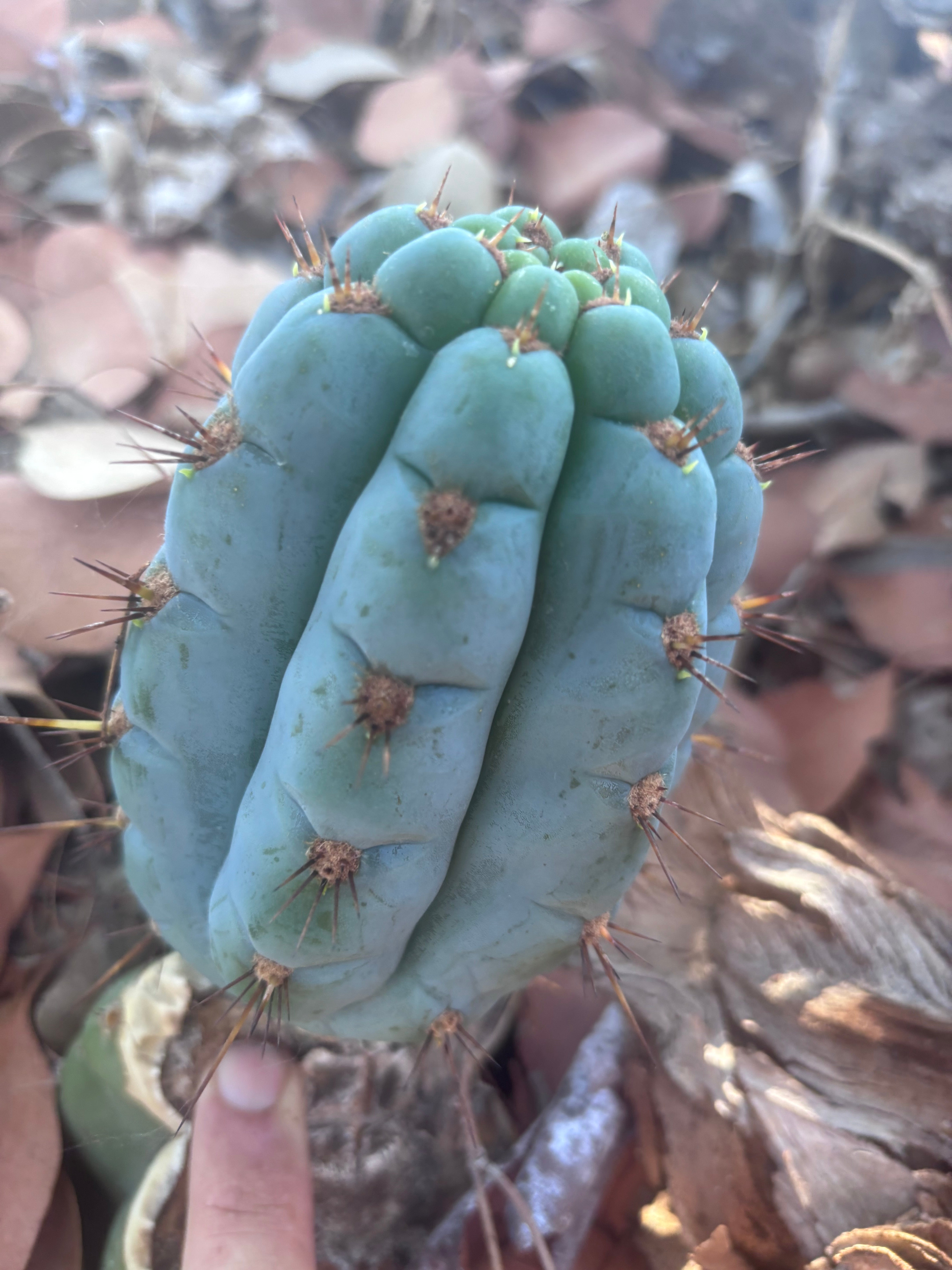 💎👑 Papa Smurf — 6” Grenade