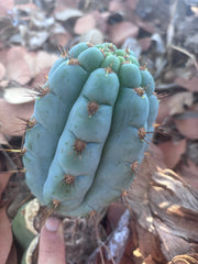 💎👑 Papa Smurf — 6” Grenade