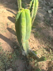 👑🌶️ Exotic Gardens — 10” Tip