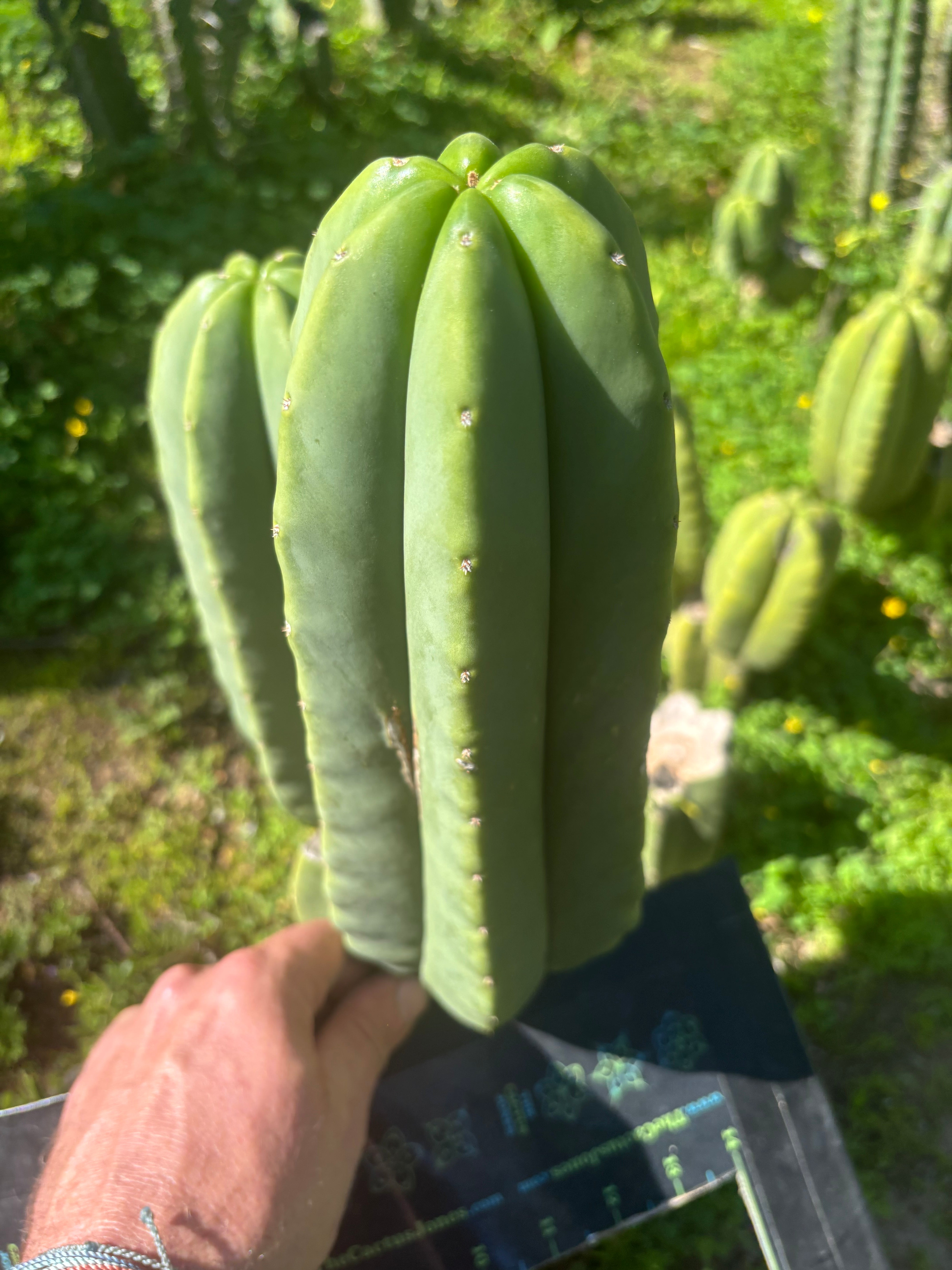 👑🌶️ Zulk — FAT 11” Pup