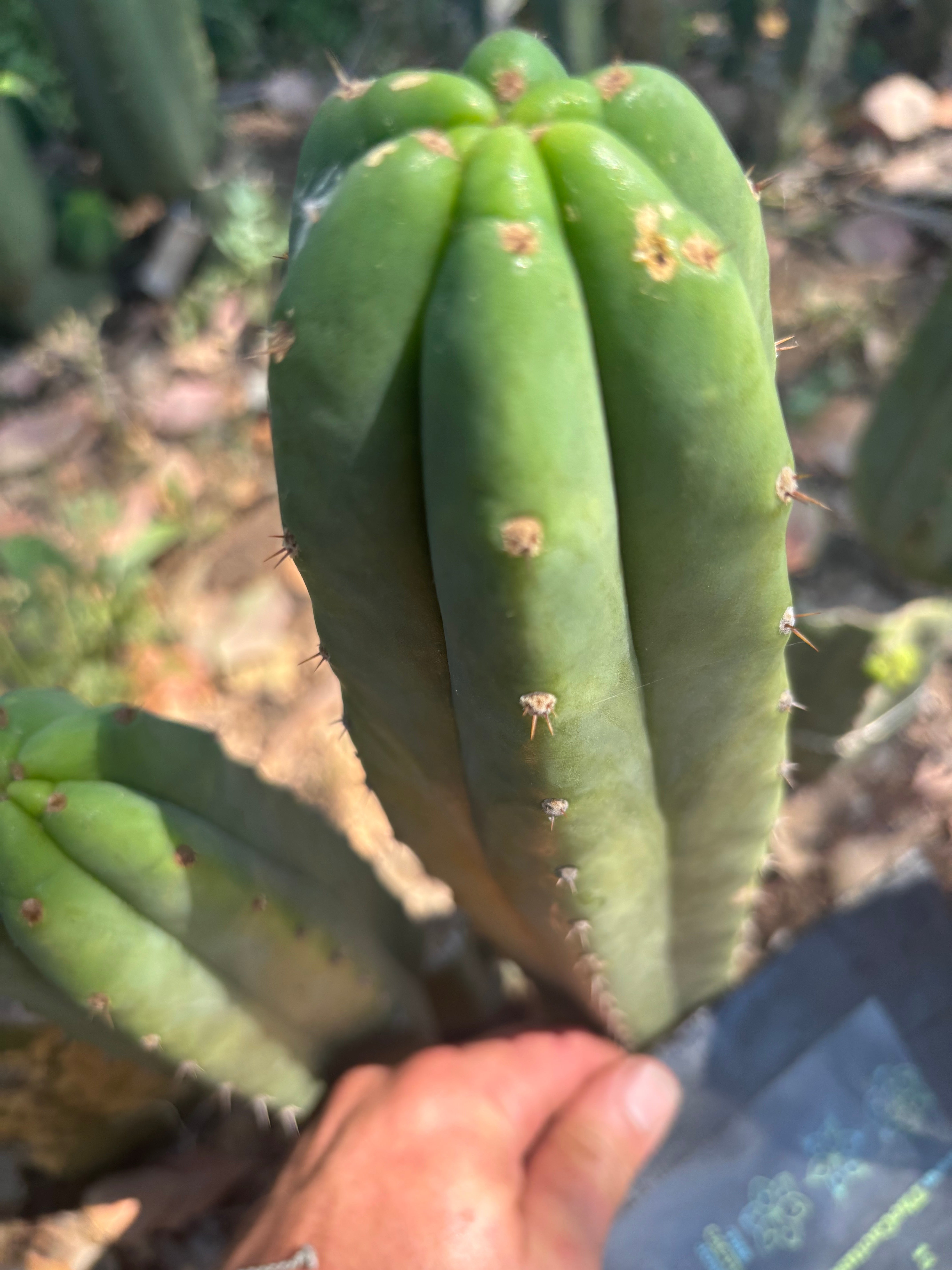 👑🌶️🌶️ Landfill — 11” Tip