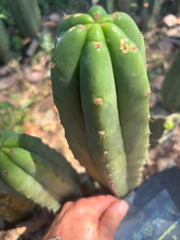 👑🌶️🌶️ Landfill — 11” Tip