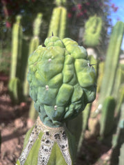 👑💎 Glorp! Another Tip Graft