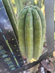 👑🌶️ The Field’s Pachanoi — Chonky 9” Pup